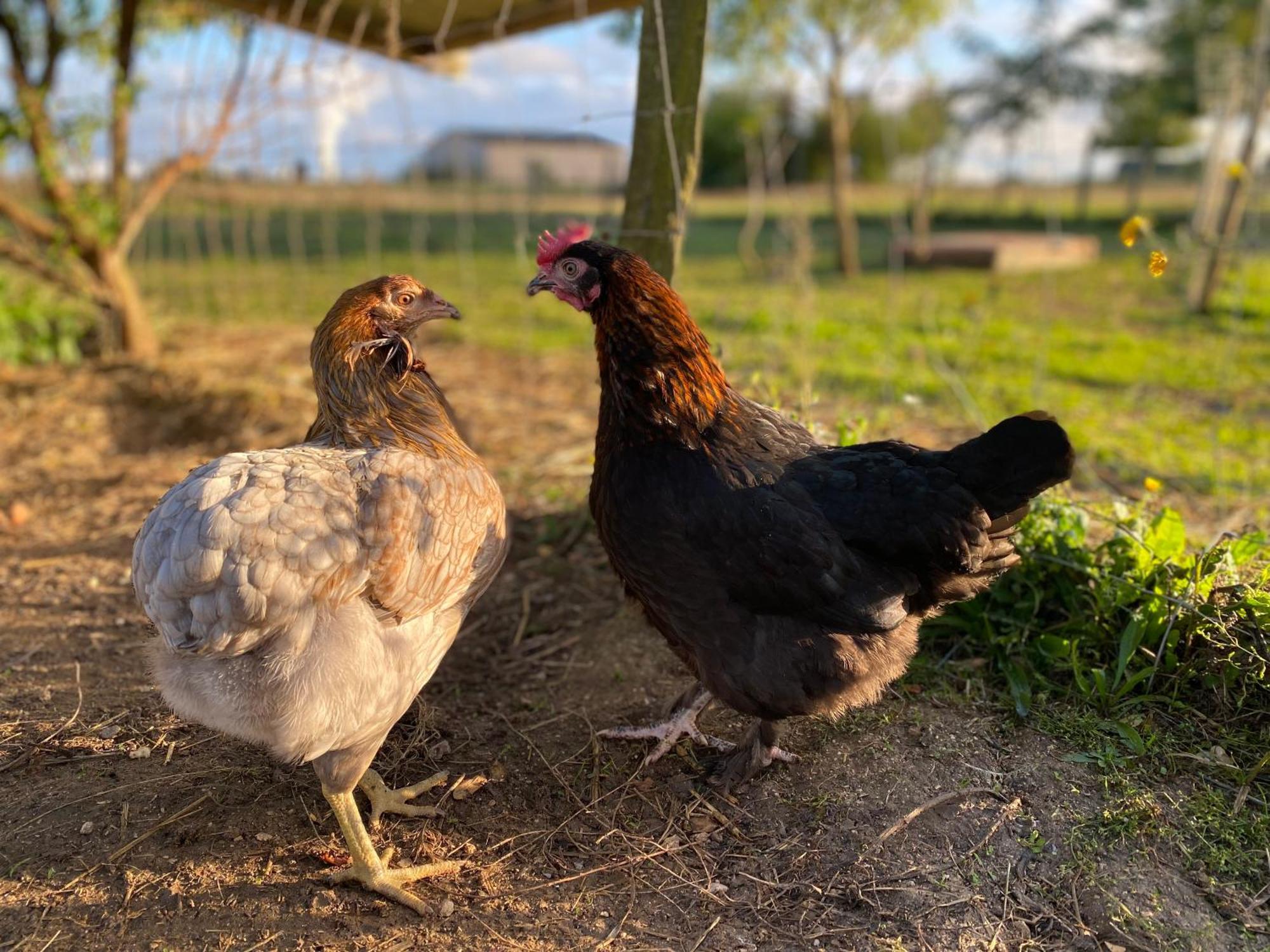 Mobilhome Sous Chalet En Bois A La Ferme Josnes Kültér fotó