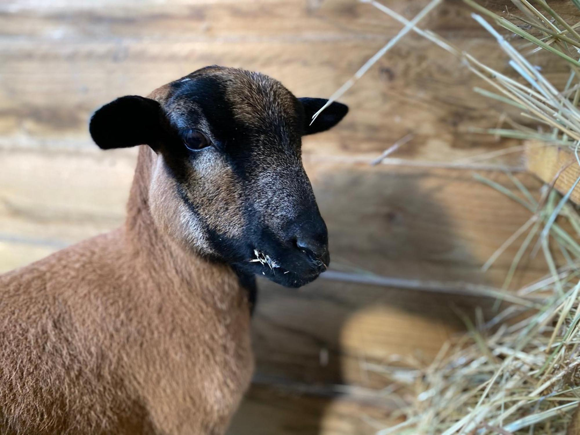 Mobilhome Sous Chalet En Bois A La Ferme Josnes Kültér fotó